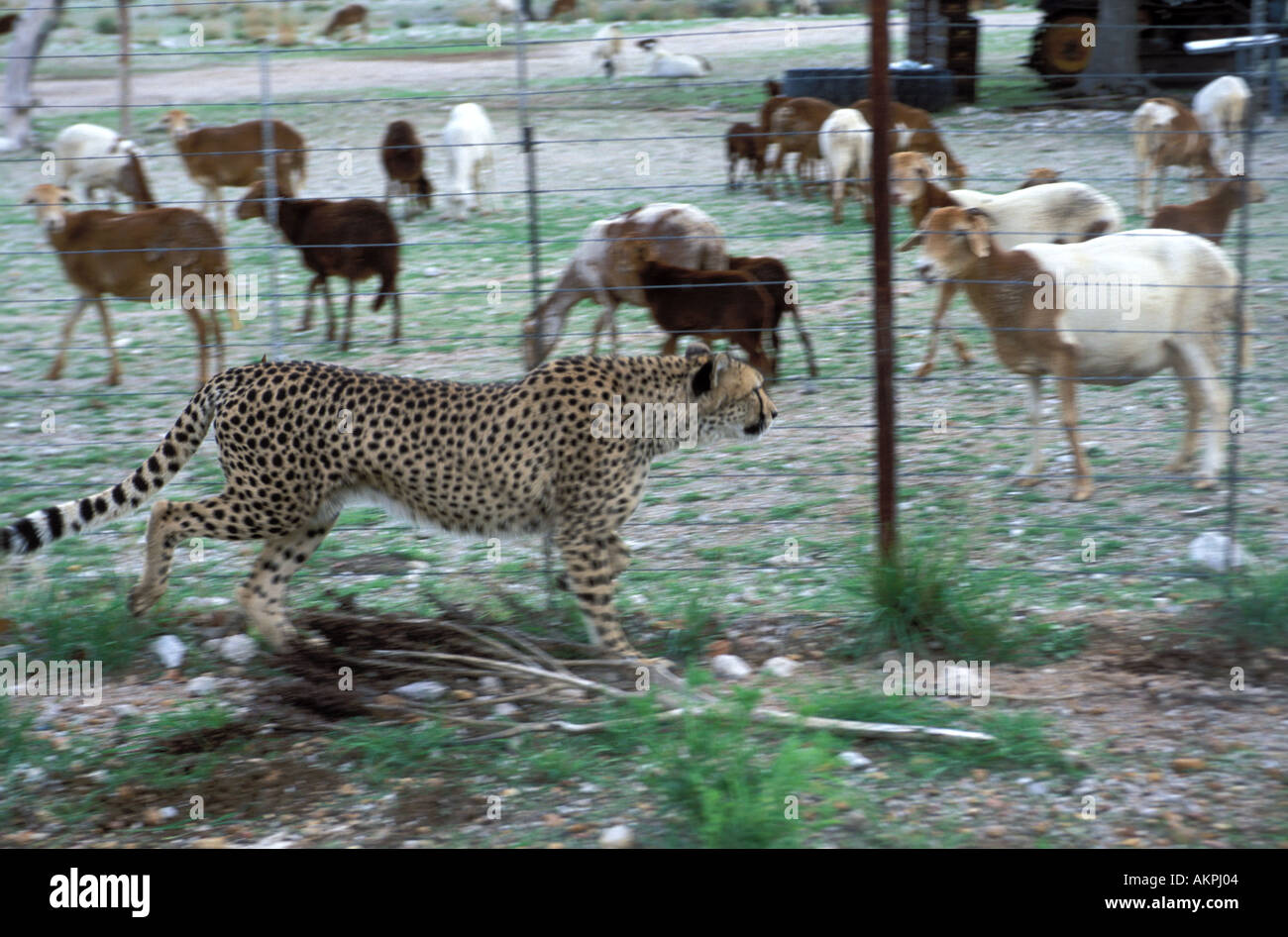 hungrige Geparden hinter einem Zaun eine Tierfarm Stockfoto