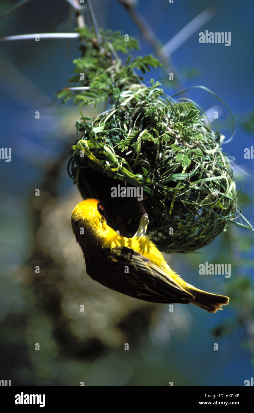 Webervogel Nestbau Stockfoto