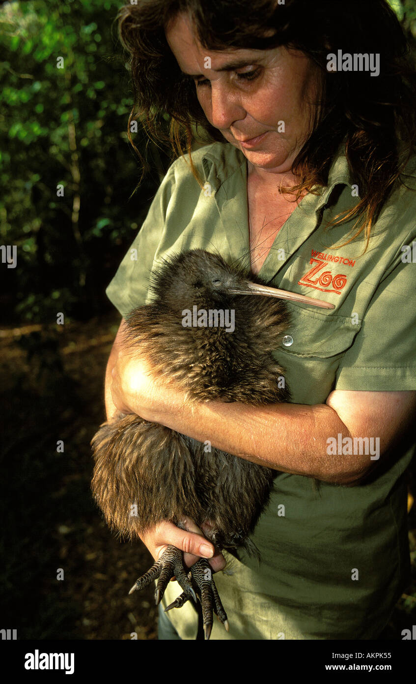Wellington Zoo ein Wächter hält einen Kiwi-Vogel Stockfoto