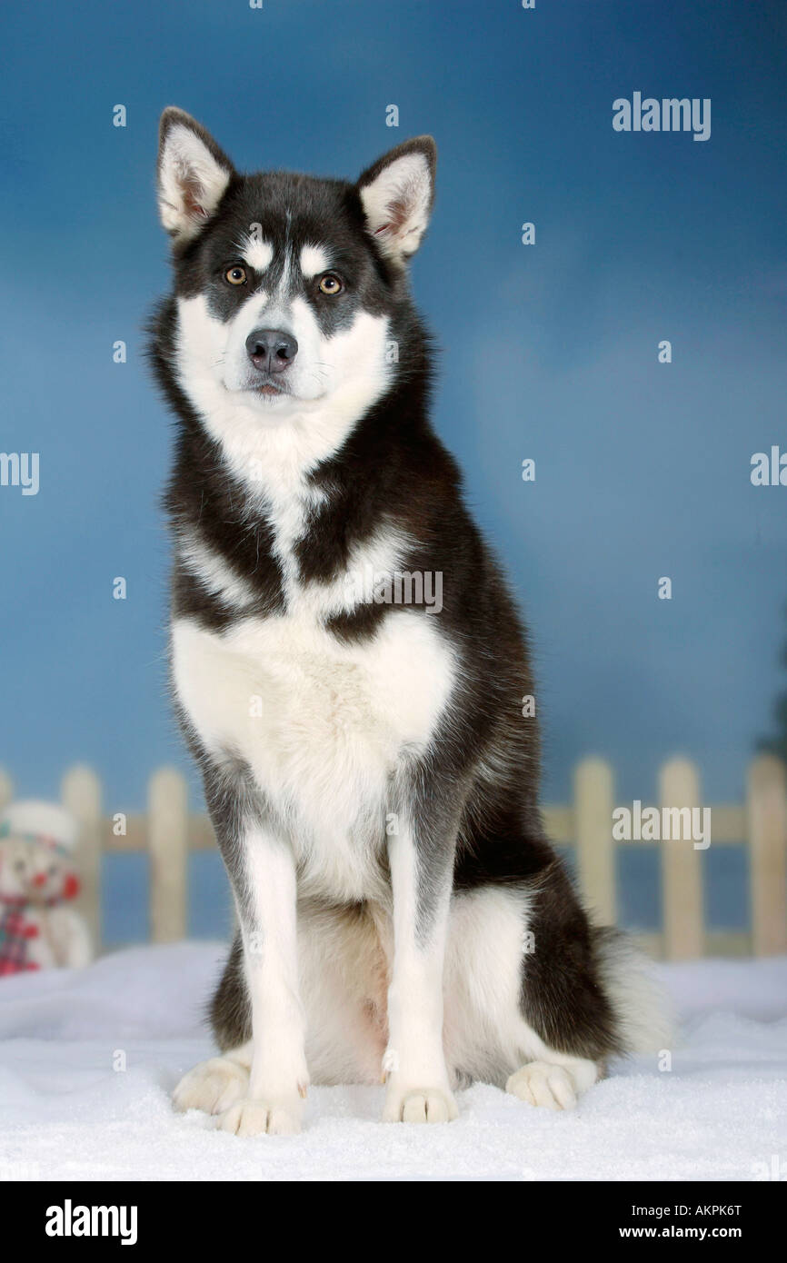 Alaskan Malamute blau Stockfoto