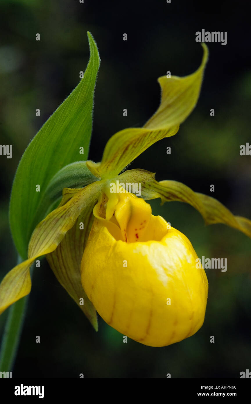 Lady s Slipper Cypripedium Pubescens Door County Wisconsin gelb Stockfoto