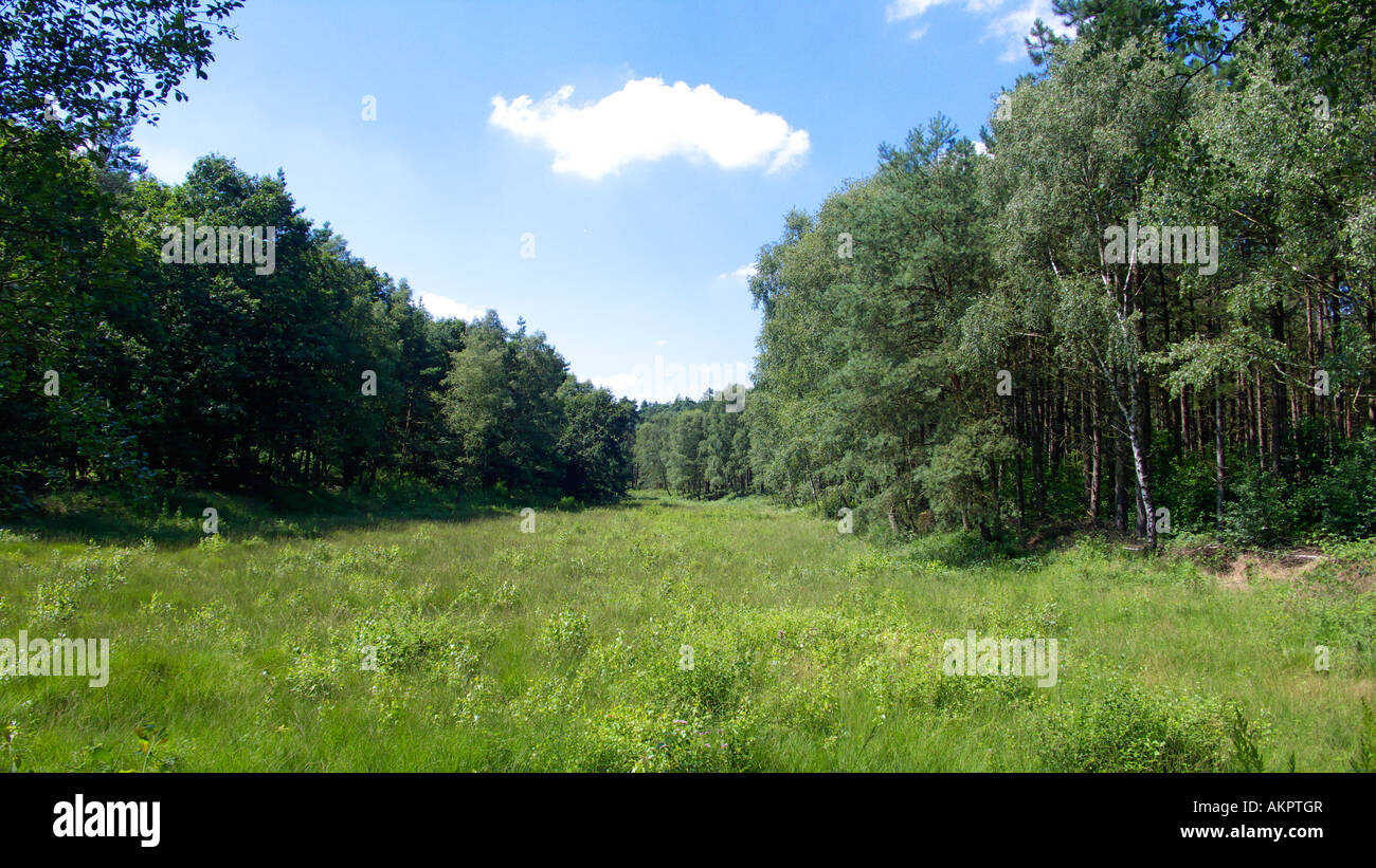 D-Datteln, Lippe, Wesel-Datteln-Kanal, Datteln-Hamm-Kanal, Dortmund-Ems-Kanal Rhein-Herne-Kanal, Naturpark Hohe Mark, sterben Haard Ruhrgebiet, North Rhine-Westphalia, Datteln-Ahsen, clearing in der Haard Stockfoto