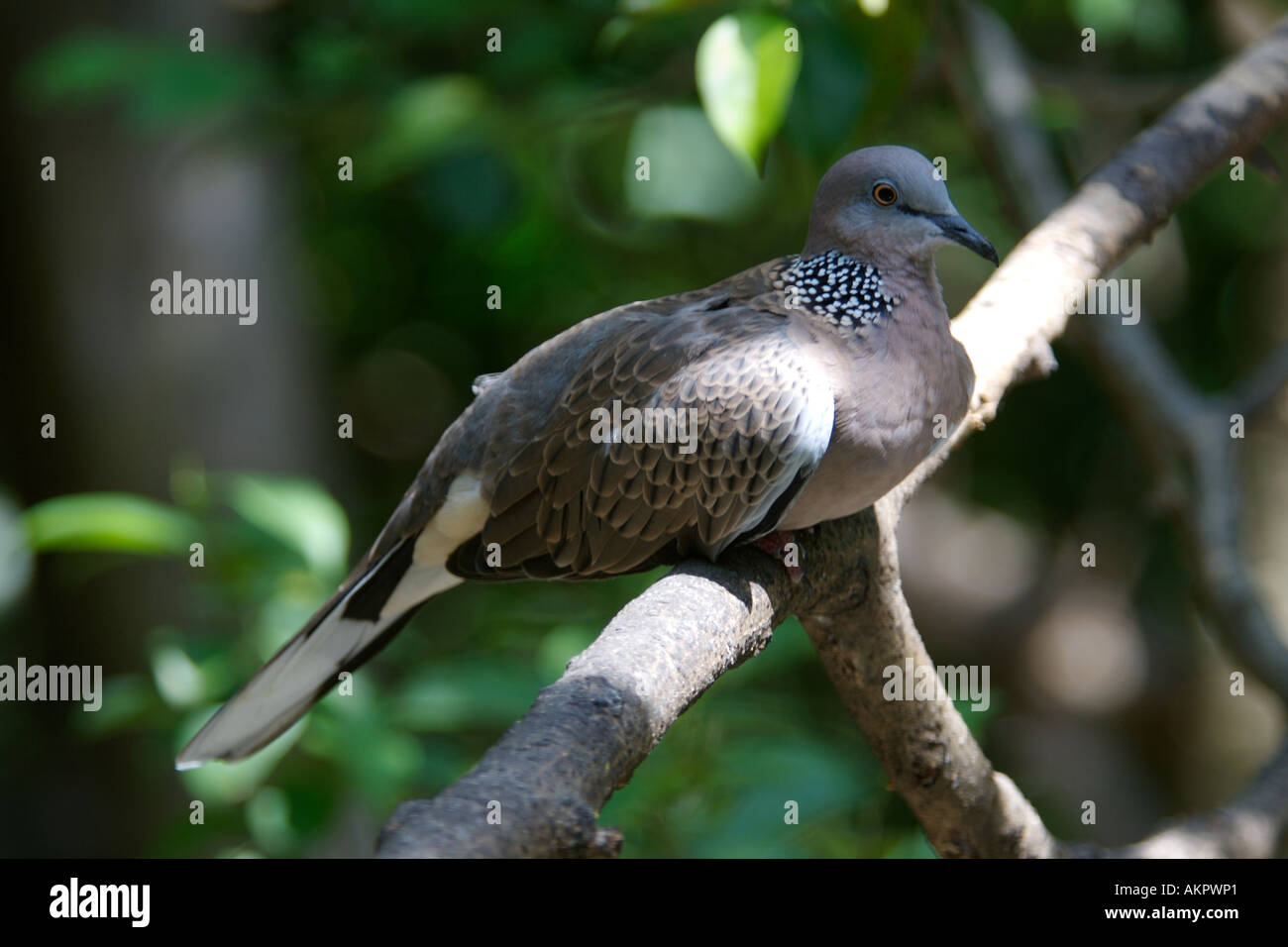 Gefleckte Taube Streptopelia chinensis Stockfoto