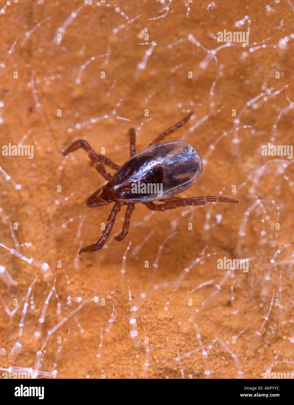 Eine Nymphe Stadium blacklegged Zecke auf ein Blatt übertragen infizierte Nymphen die meisten Fälle von Lyme-Borreliose Stockfoto