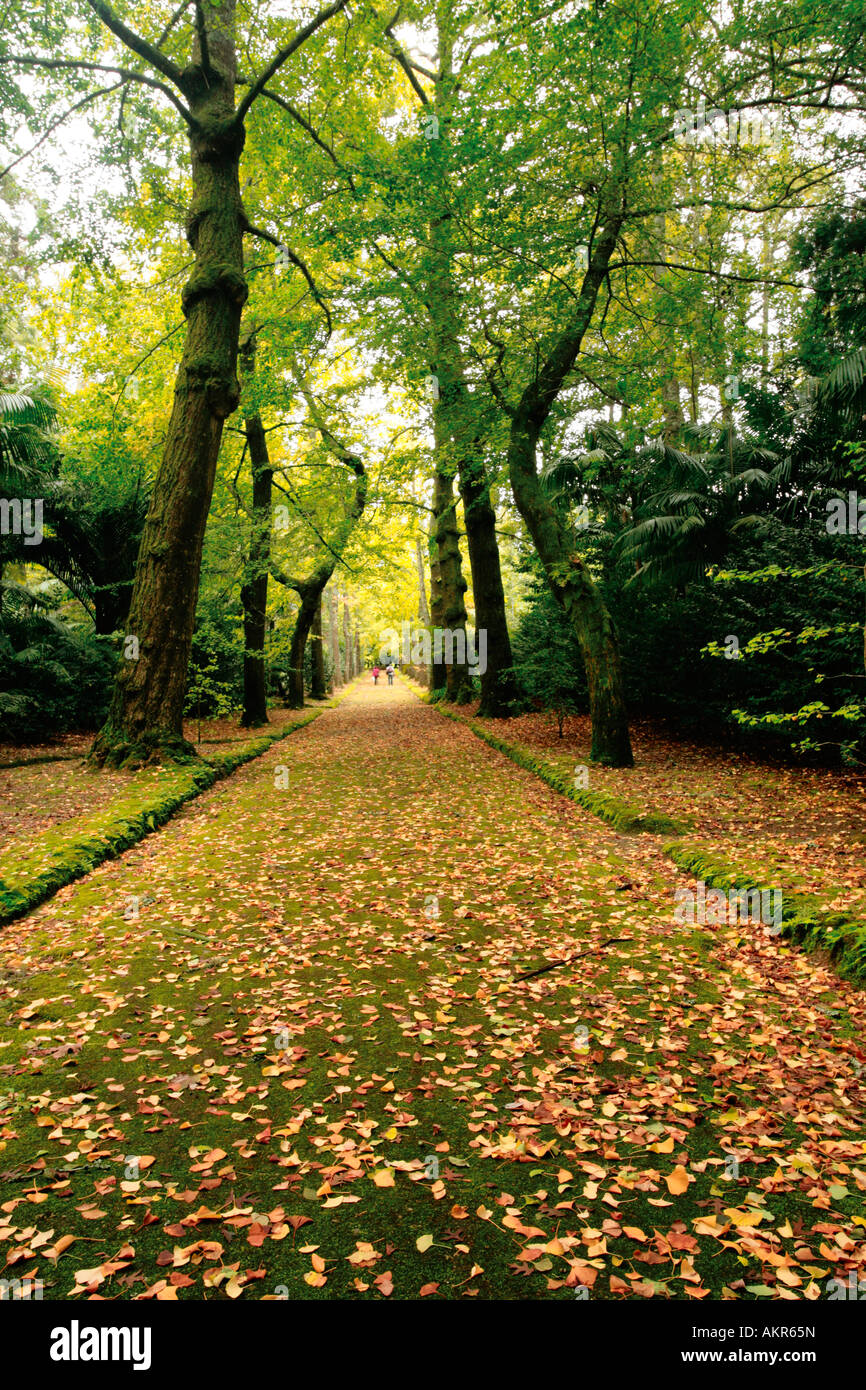 Herbst Farben in Terra Nostra Park Furnas Azoren Inseln Portugal Stockfoto