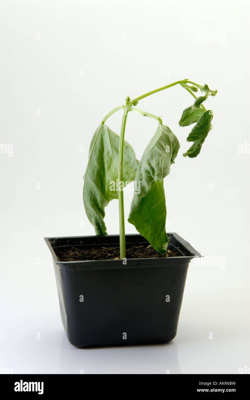 Pflanzen Sie welken, sterben vor Austrocknung dehydriert Stockfoto