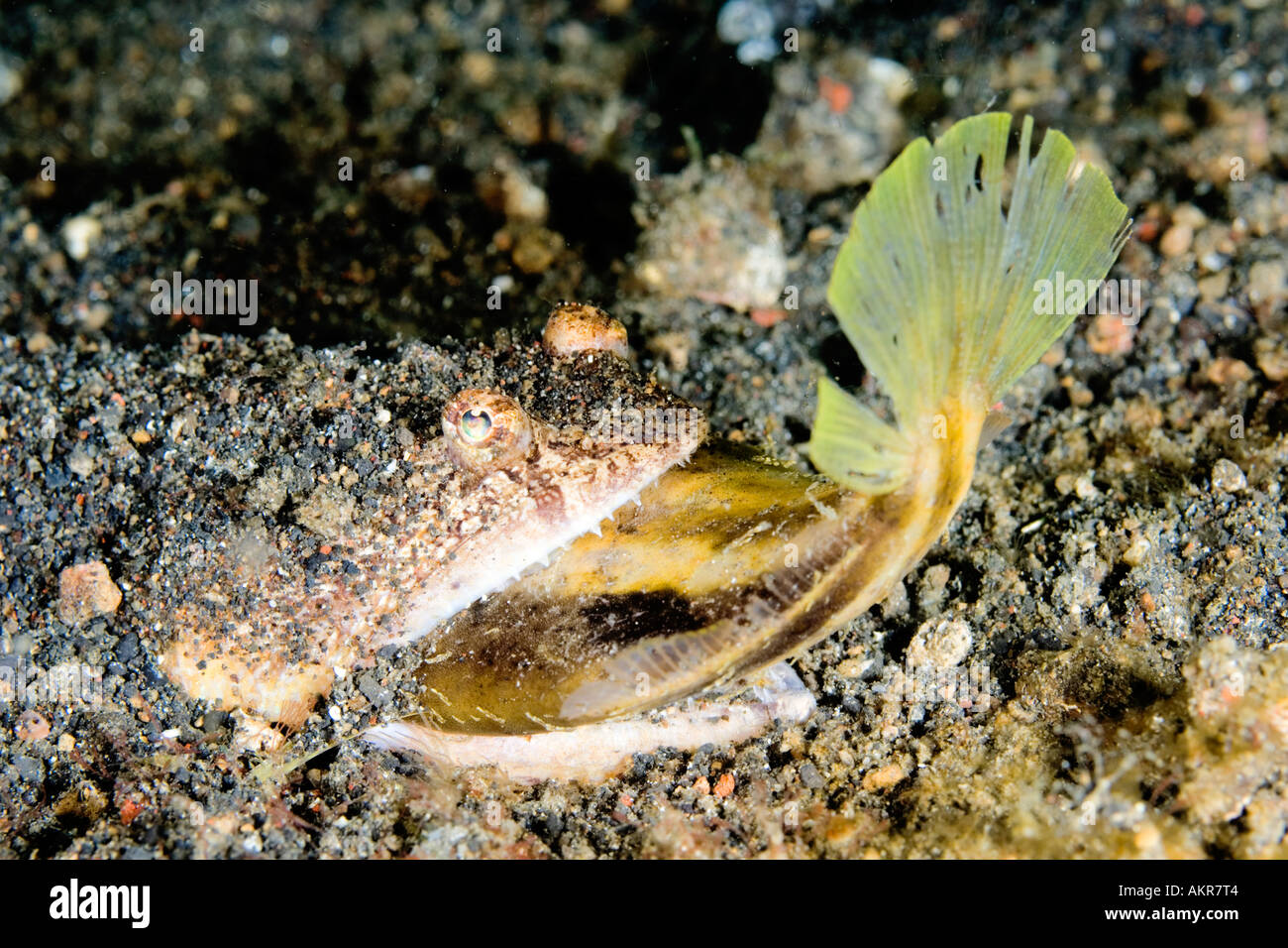 Eidechsenfisch Essen einen weiteren Fisch in Lembeh Straße Indonesien Stockfoto