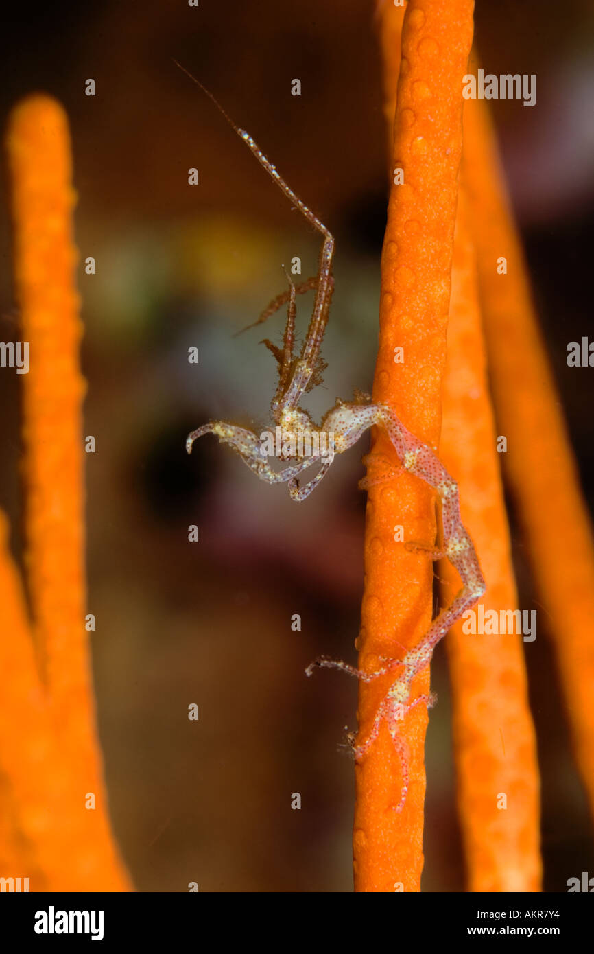 Caprellid Sp Stockfotos und -bilder Kaufen - Alamy