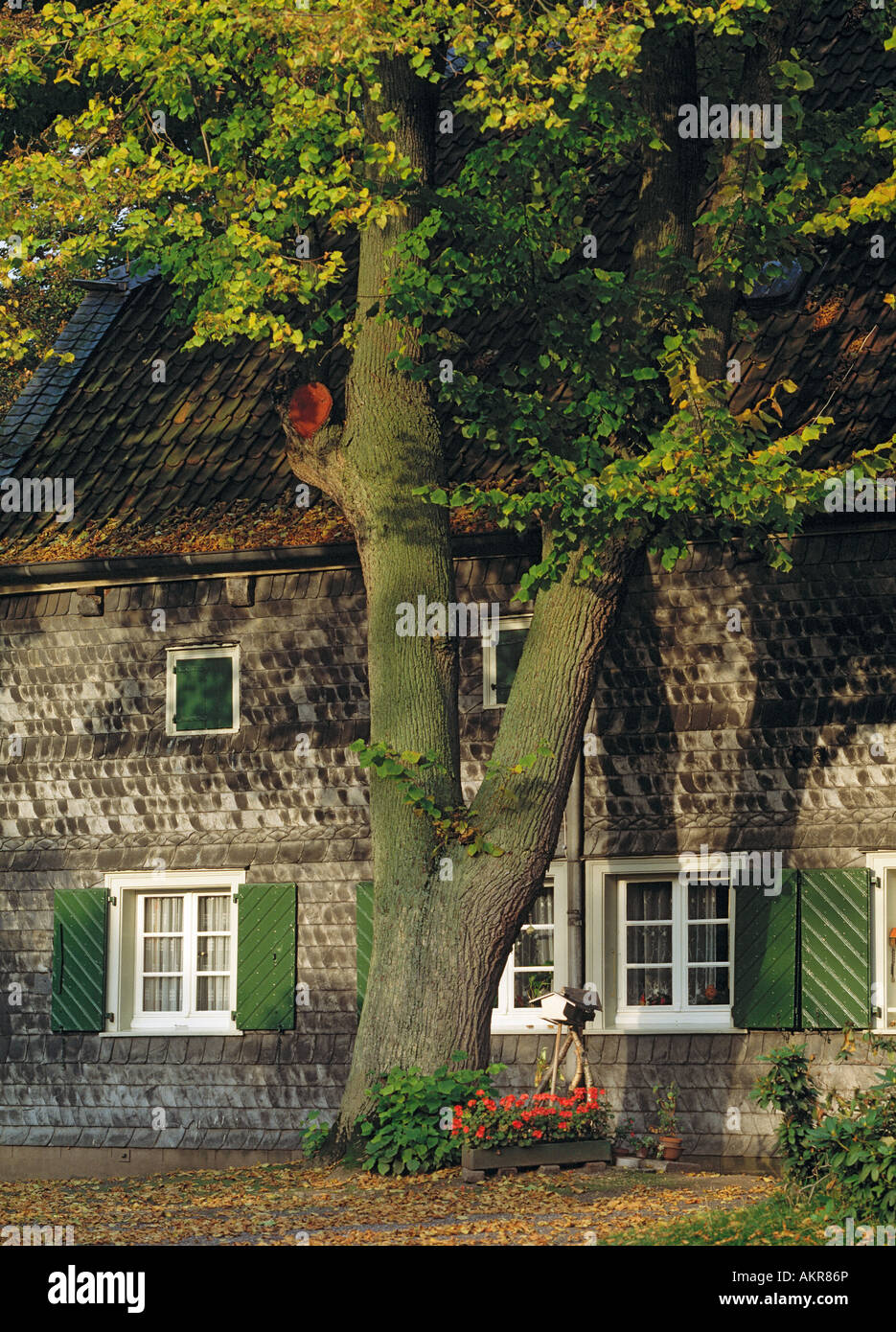 Herbstlich Gefaerbter Baum Steht Vor Einem Wohnhaus Mit Schieferfassade, Essen-Werden, Ruhrgebiet, Nordrhein-Westfalen Stockfoto