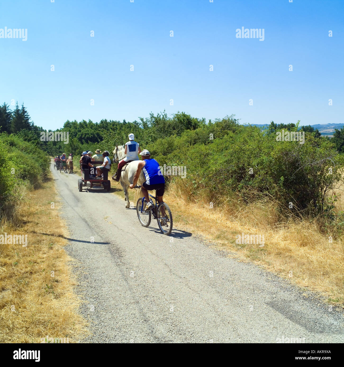 Touristen reiten Pferdekutschen, Reiter auf einem weißen Pferd, Radfahrer auf Mountainbike, Land, Straße, auf dem Land, Vaucluse, Provence, Frankreich Stockfoto