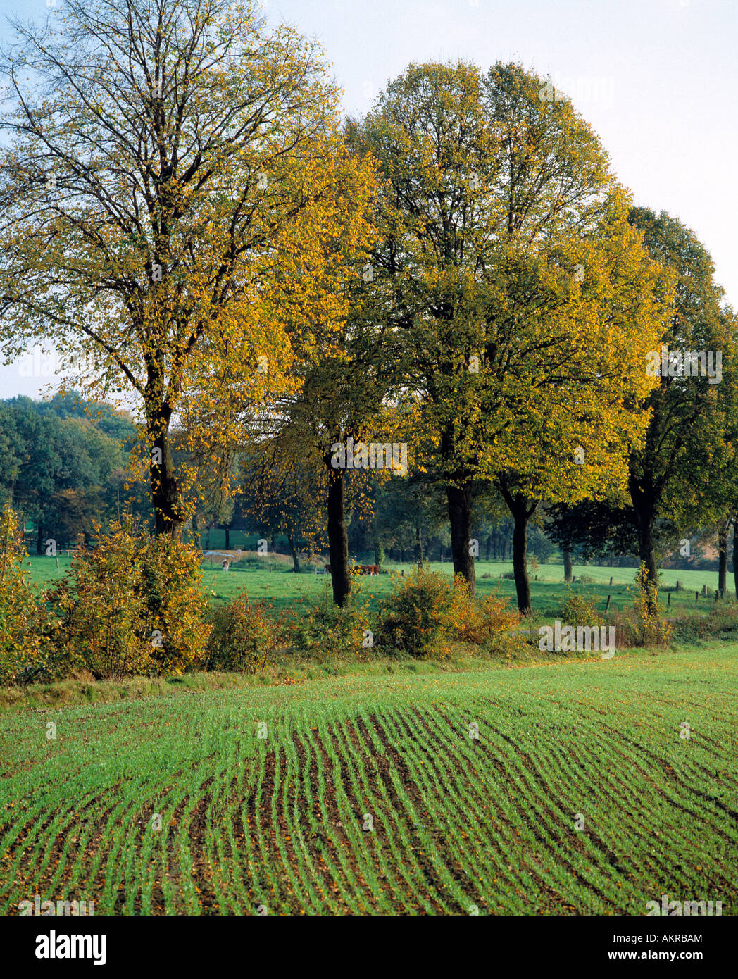 Herbst Im Naturpark Hohe Mark, Gemueseanbau, Nordrhein-Westfalen Stockfoto