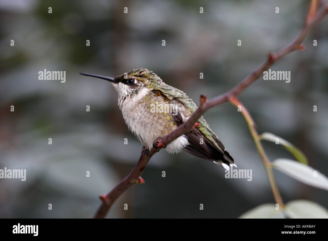 Rubin-throated Kolibri Stockfoto