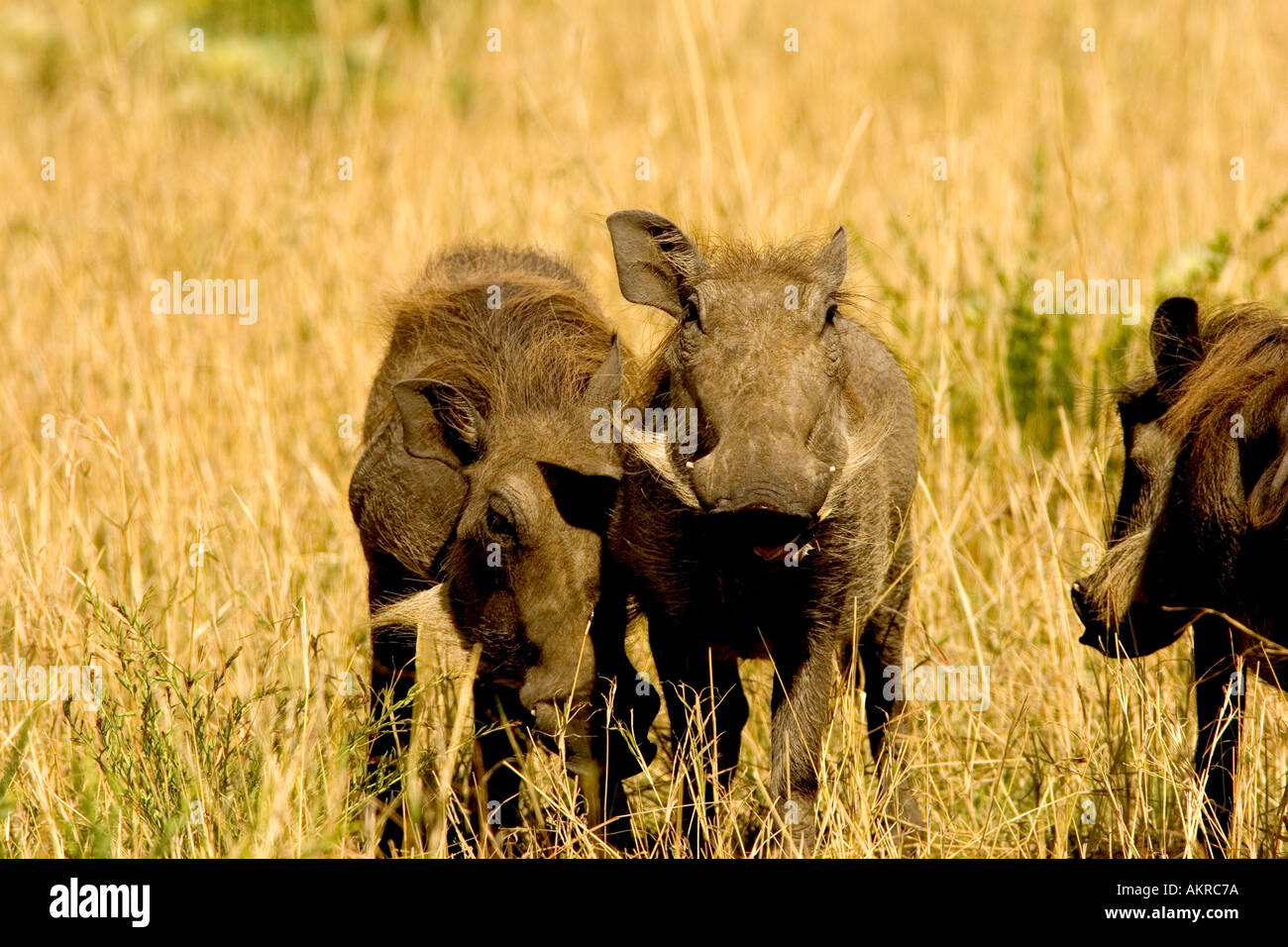 paar Warzenschweine auf der Masai Mara schlicht Stockfoto