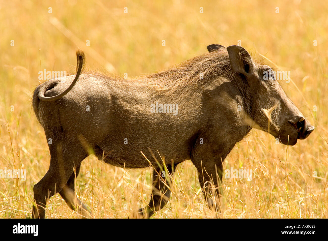 Warzenschwein auf die Masai Mara plaini Stockfoto
