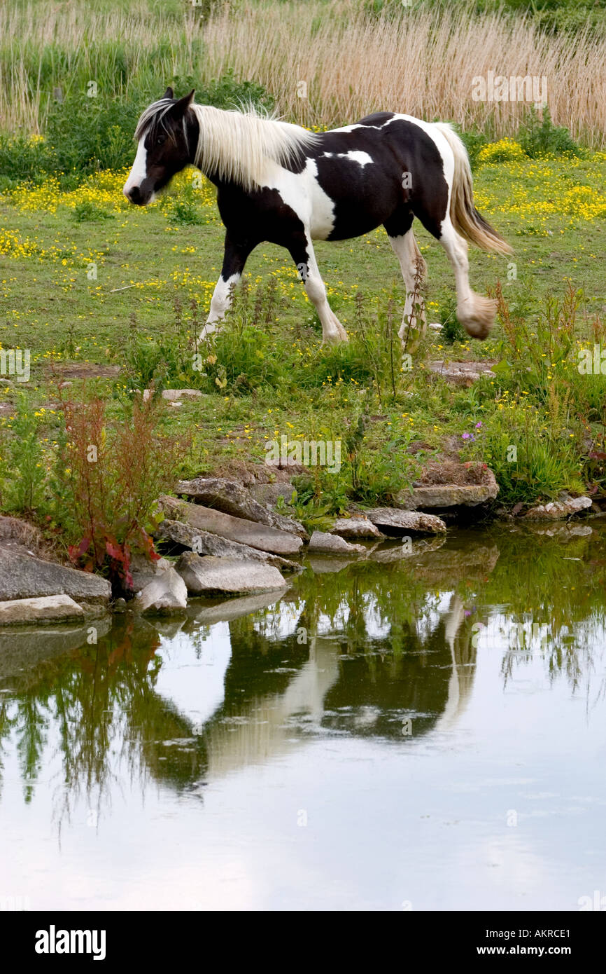 Pferd geht entlang der Flussufer mit guter Reflexion erschossen North Norfolk uk Stockfoto