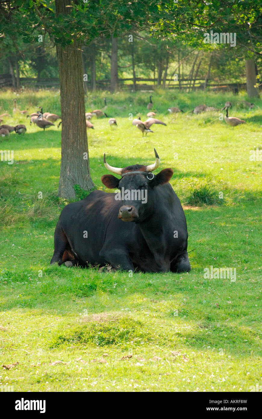 Ochsen, sitzen im Feld im Schatten mit Kanadagänse Stockfoto