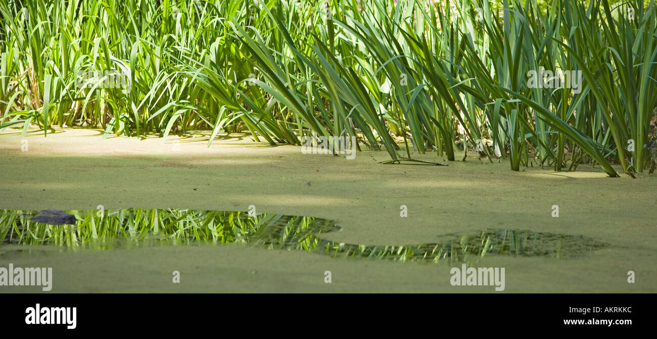 Ruhigen Teich mit Oberfläche Azolla Farn und Gräsern an Rhododendron Arten Garten, Federal Way, Washington, USA Stockfoto