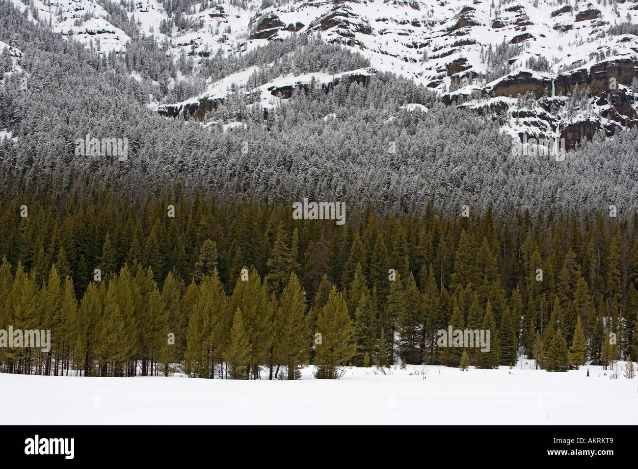 Bäumen eingebettet am Fuße Mountains, Yellowstone-Nationalpark, Wyoming, USA Stockfoto