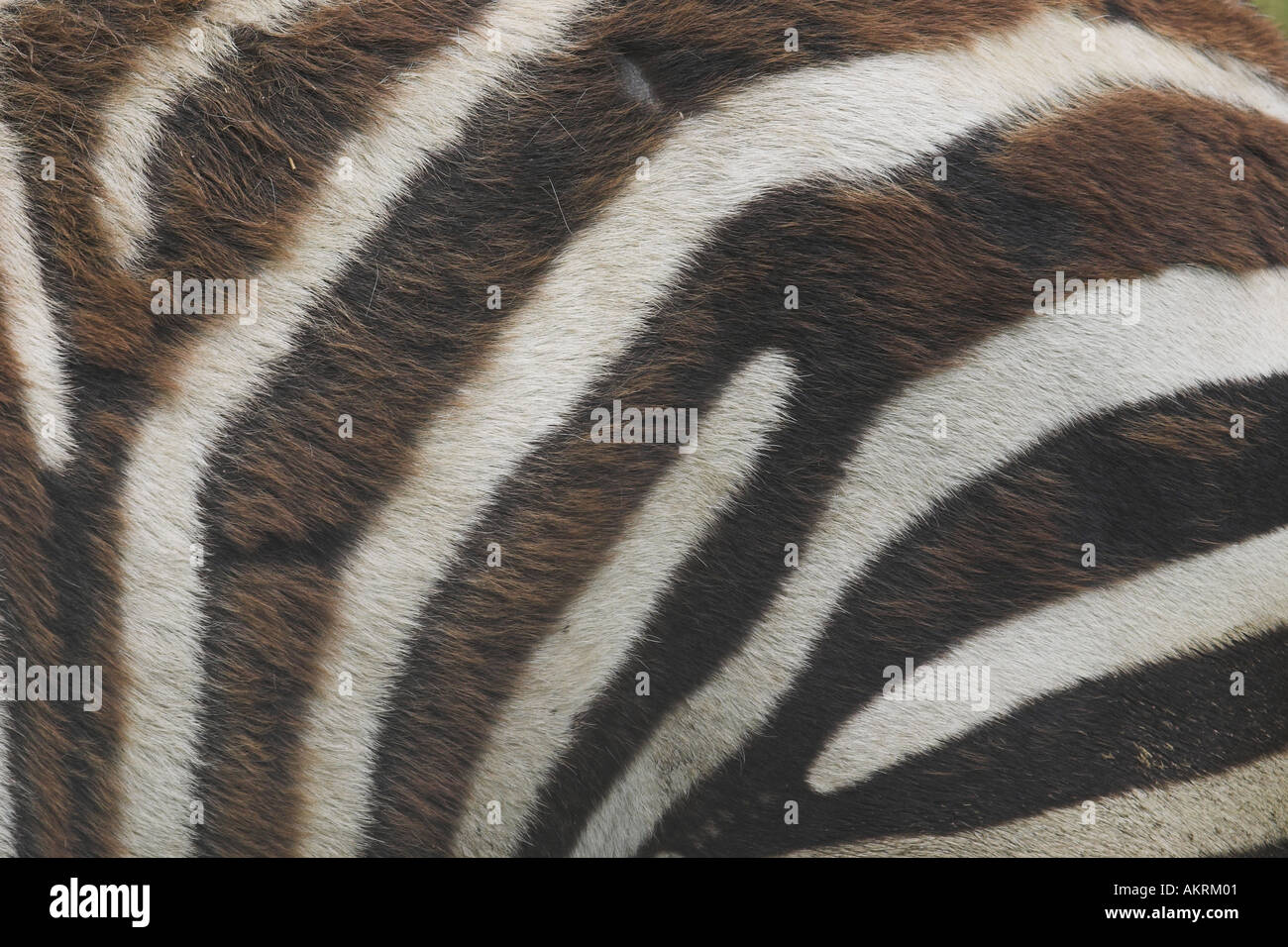 Markierungen auf ein zebra Stockfoto