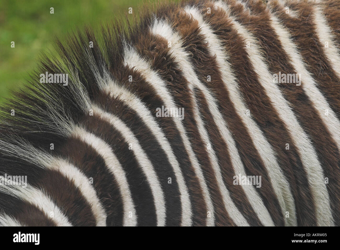 Markierungen auf ein zebra Stockfoto