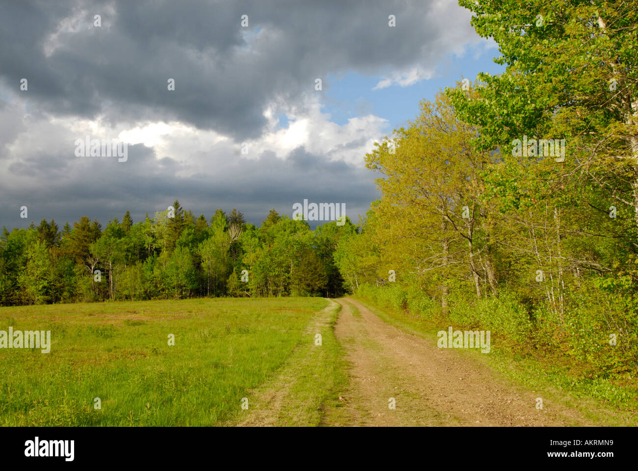 Abbildung von einer Landstraße gegen Waldrand durch ein offenes Feld in New Brunswick, Kanada Stockfoto
