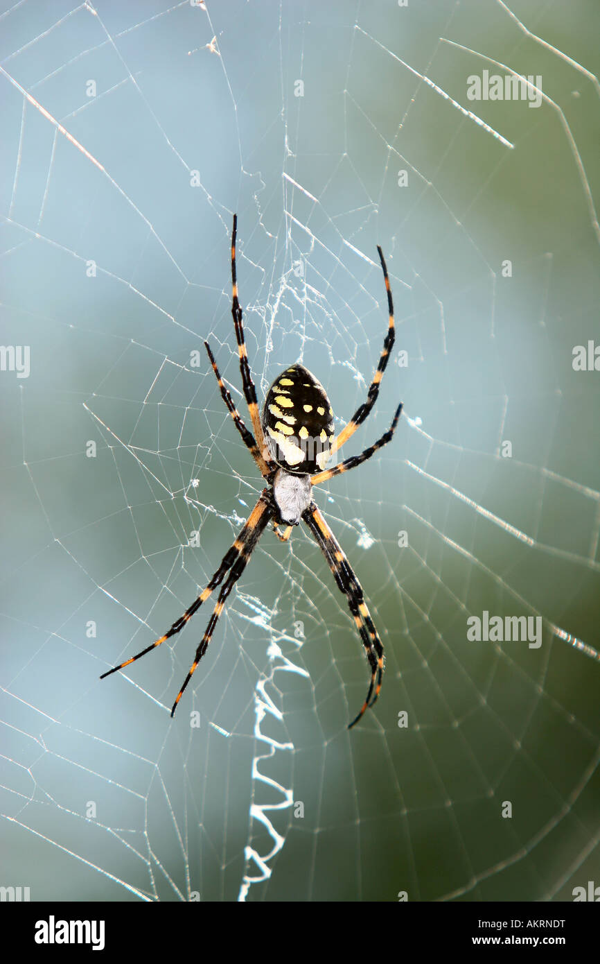 Weibliche Bananenspinne mit Web Stockfoto