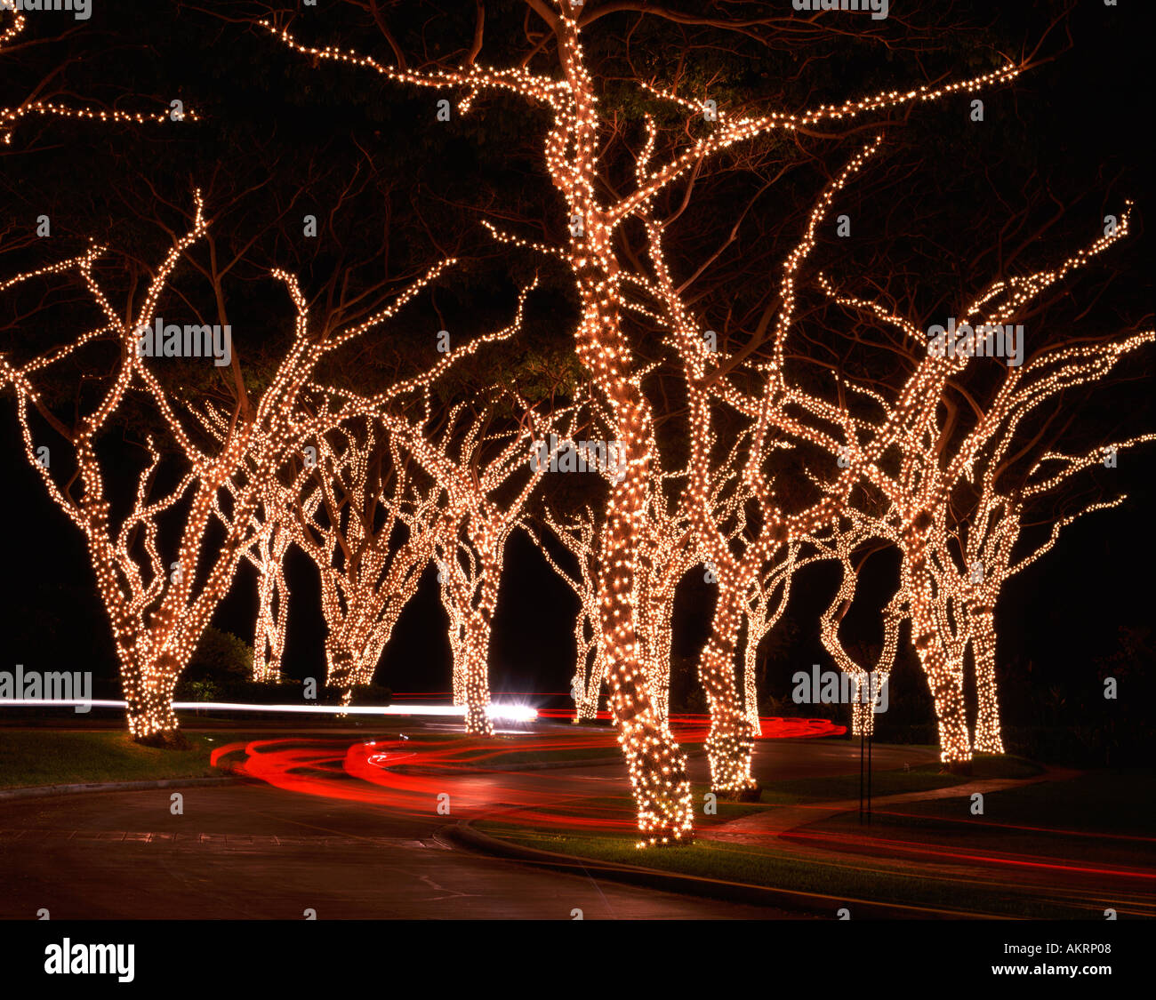 Auffahrt mit Weihnachtsbeleuchtung auf Bäumen Stockfoto