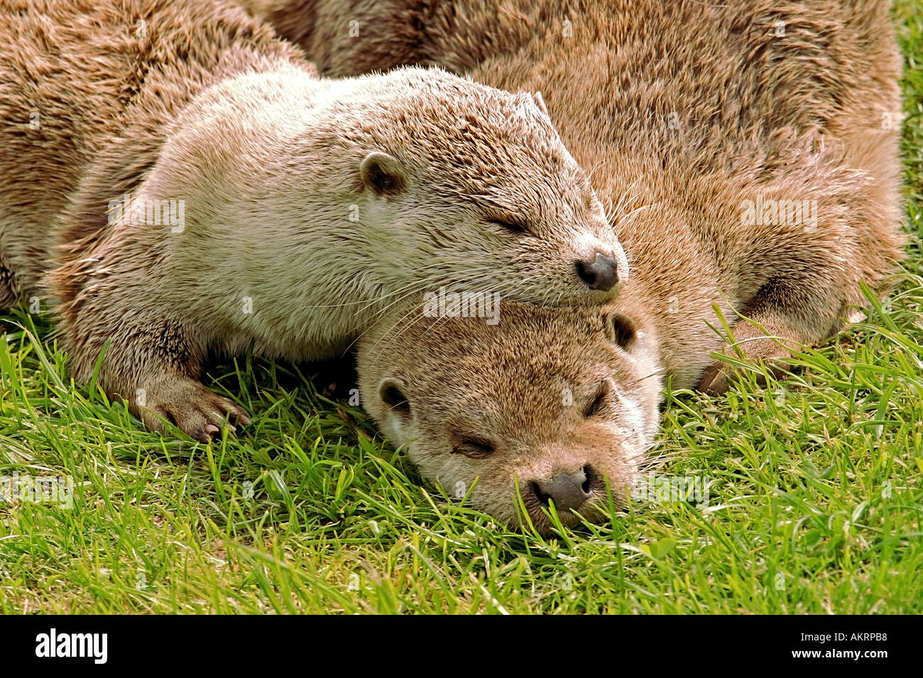 paar von britischen Otter ruhen Stockfoto