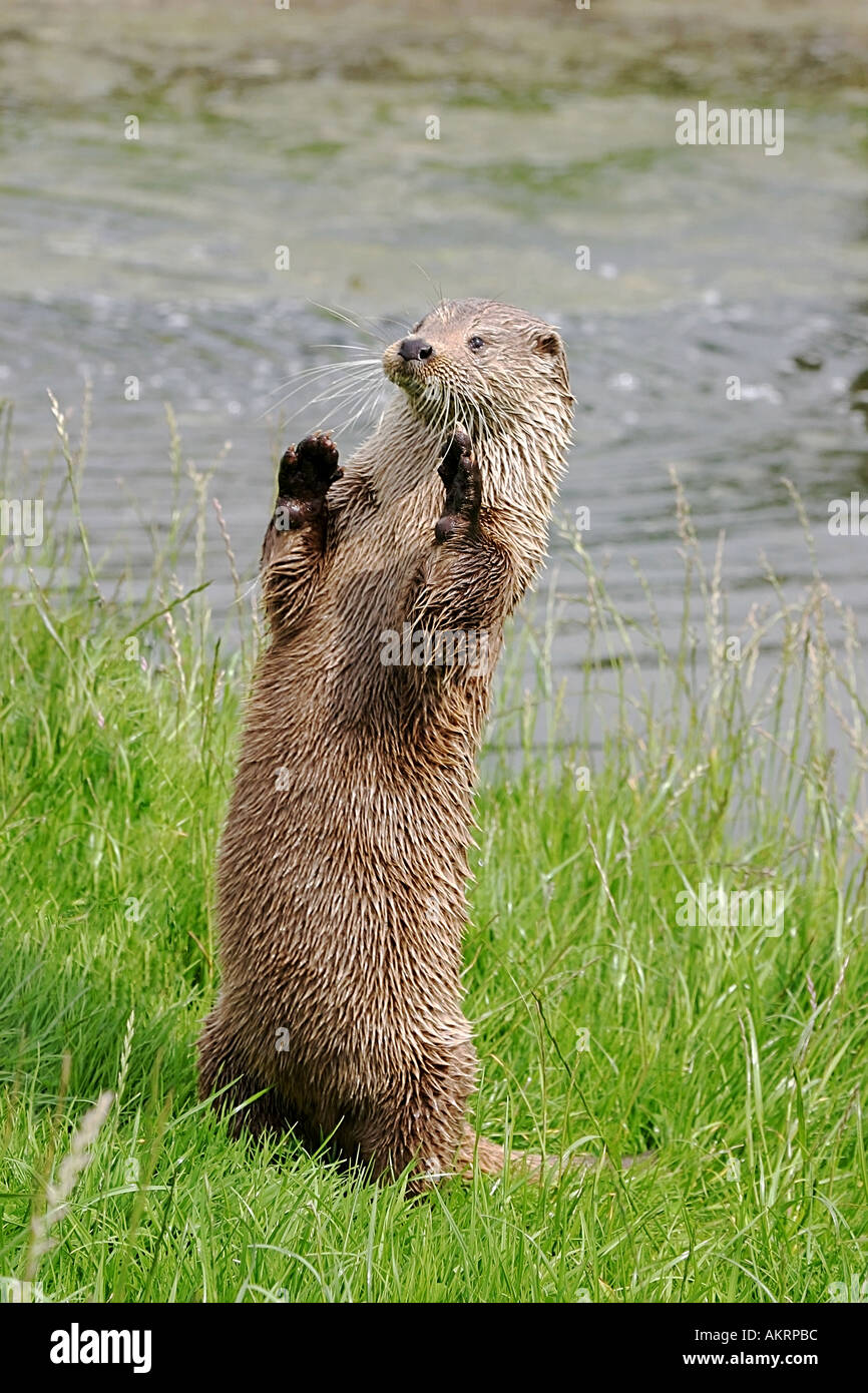 britische Otter aufstehen betteln Stockfoto