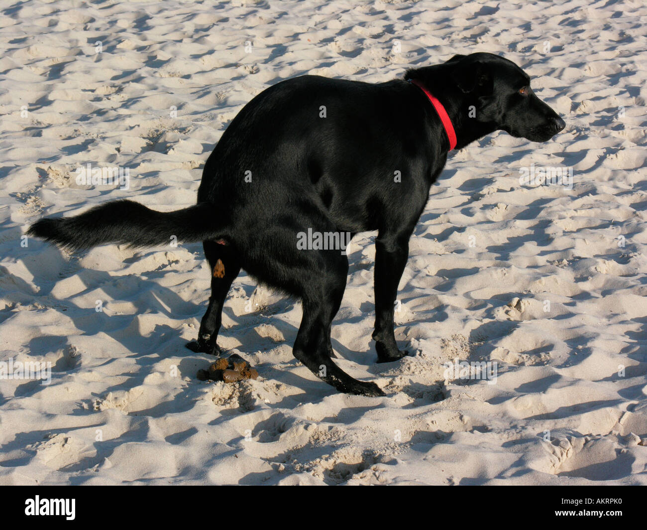 79+ Border Collie Labrador Mix