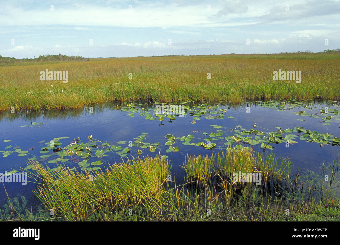 Ein Sumpf mit Seerosen und Saw Grass in den Everglades Stockfoto