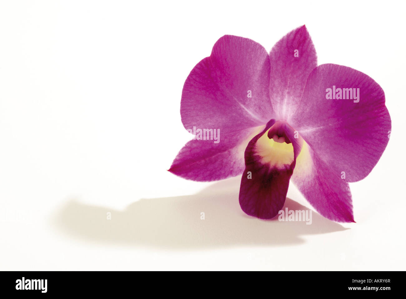 Orchideen blühen (Orchidaceae), Nahaufnahme Stockfoto