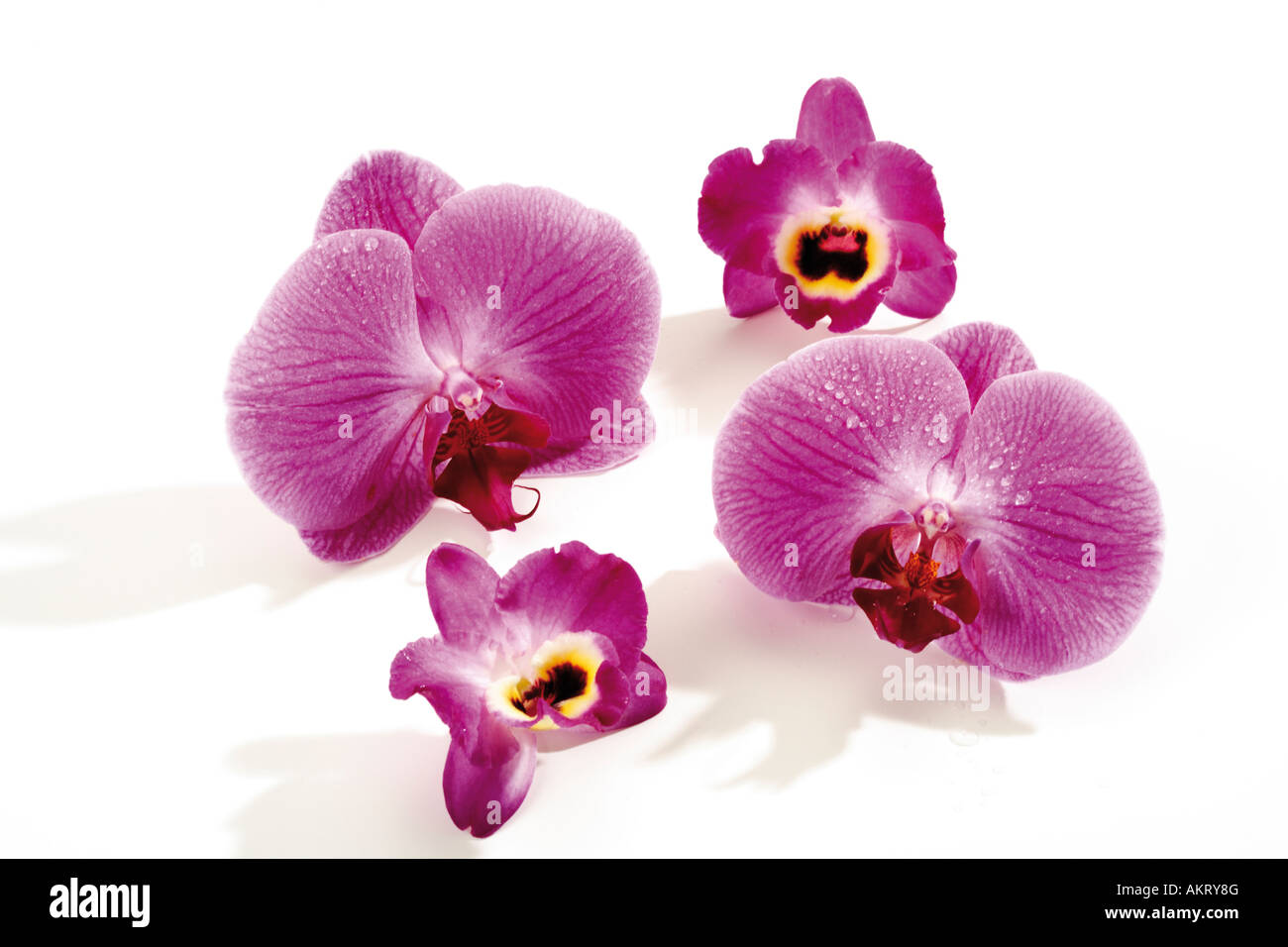 Vier Orchidee Blüten (Orchidaceae), Nahaufnahme Stockfoto