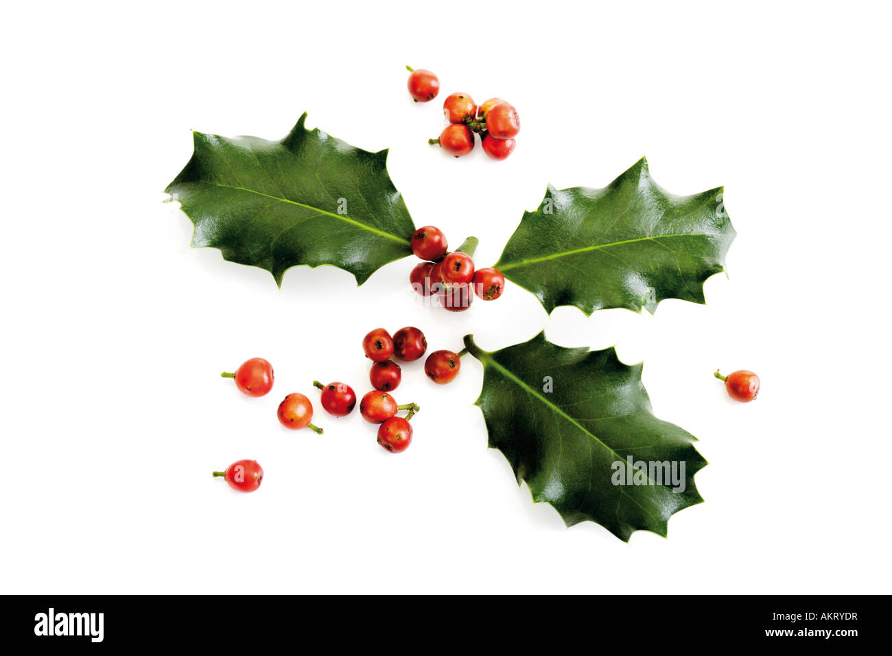 Zweig Stechpalme (Ilex Aquifolium), Nahaufnahme Stockfoto