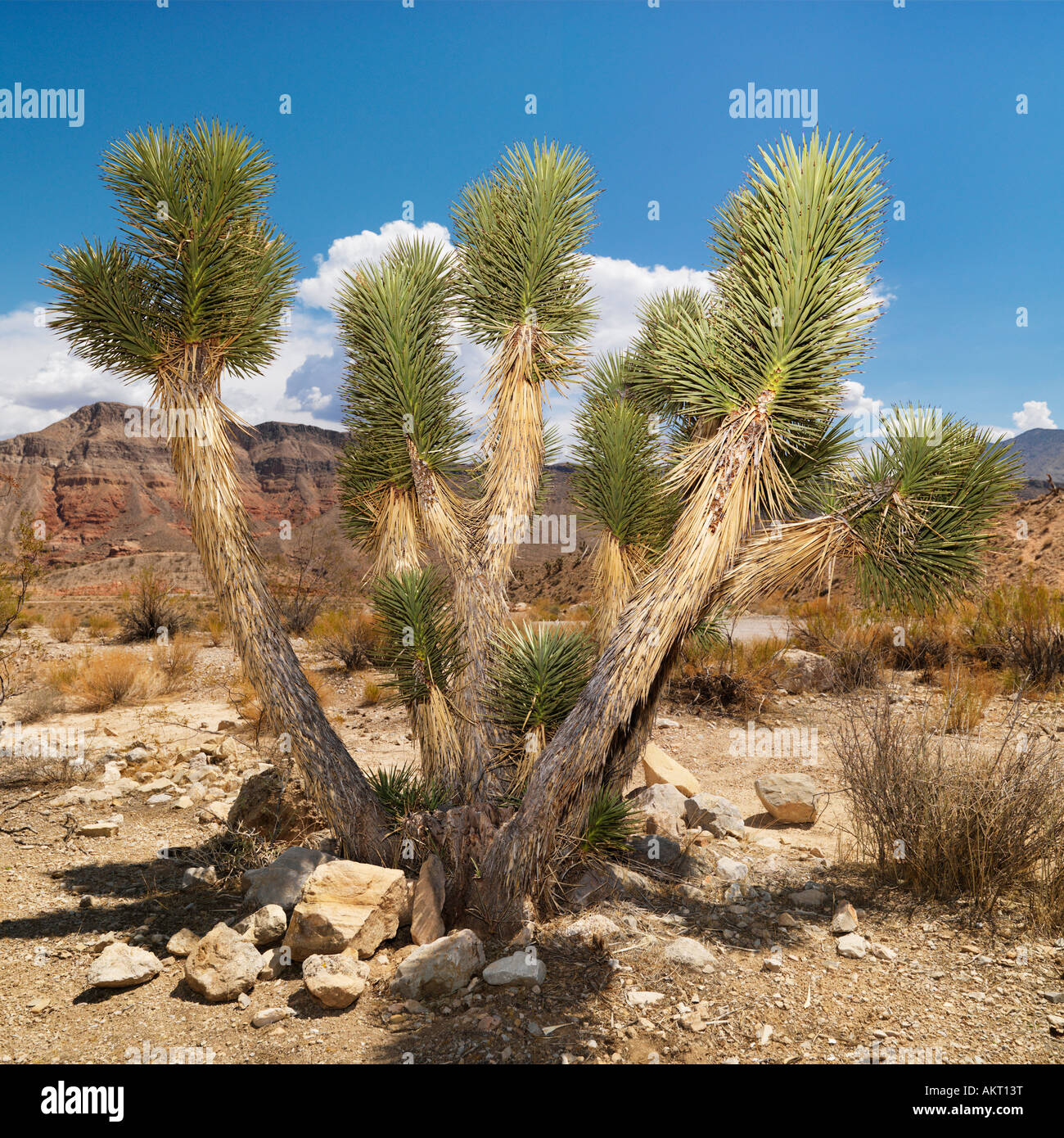 Wüstenlandschaft mit Baum Stockfoto