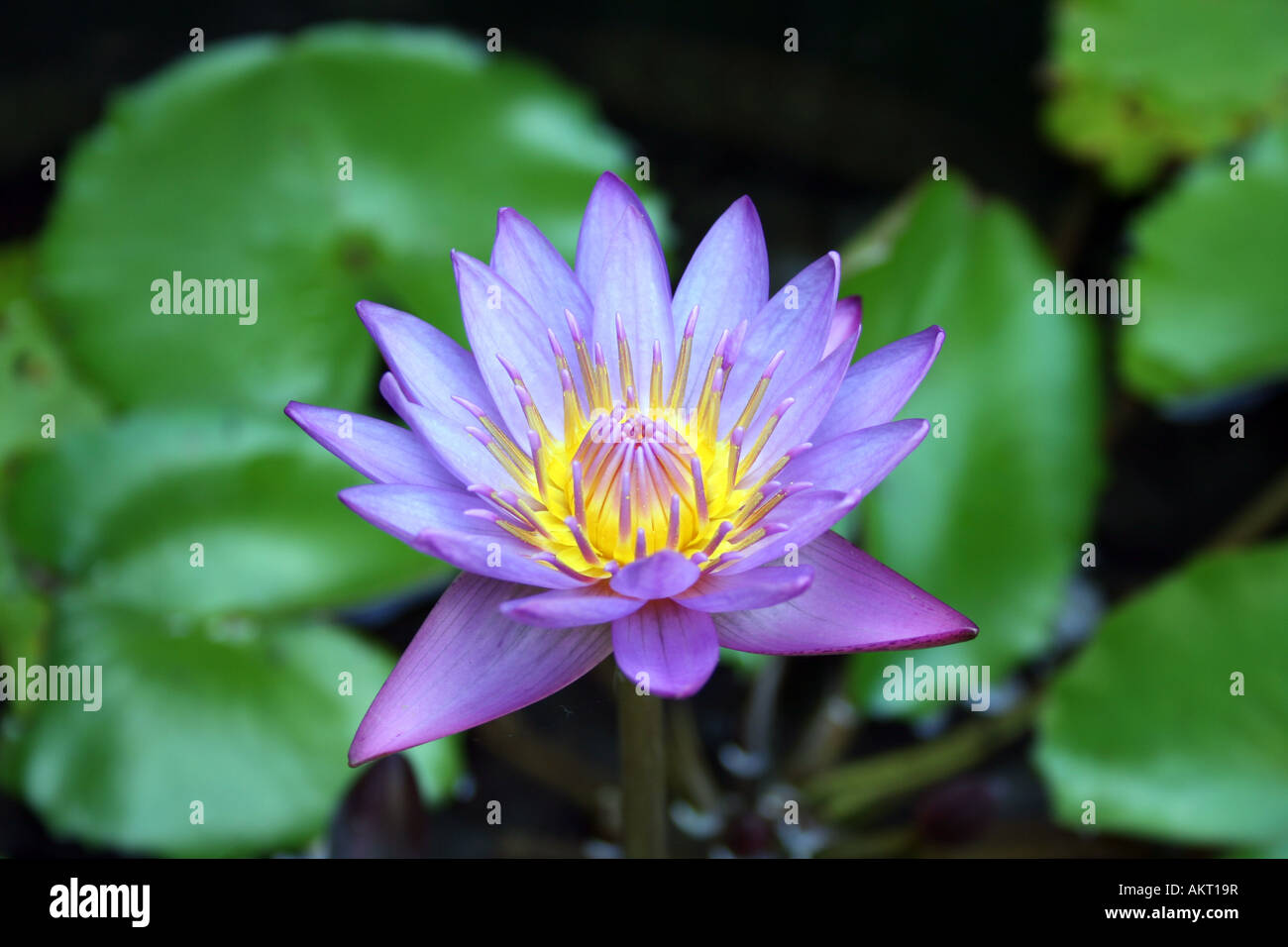 Blauer Lotus, allgemein bekannt als indischer Lotus, Heilige Lotus, Bean von Indien und Heilige Wasserlilie. Stockfoto