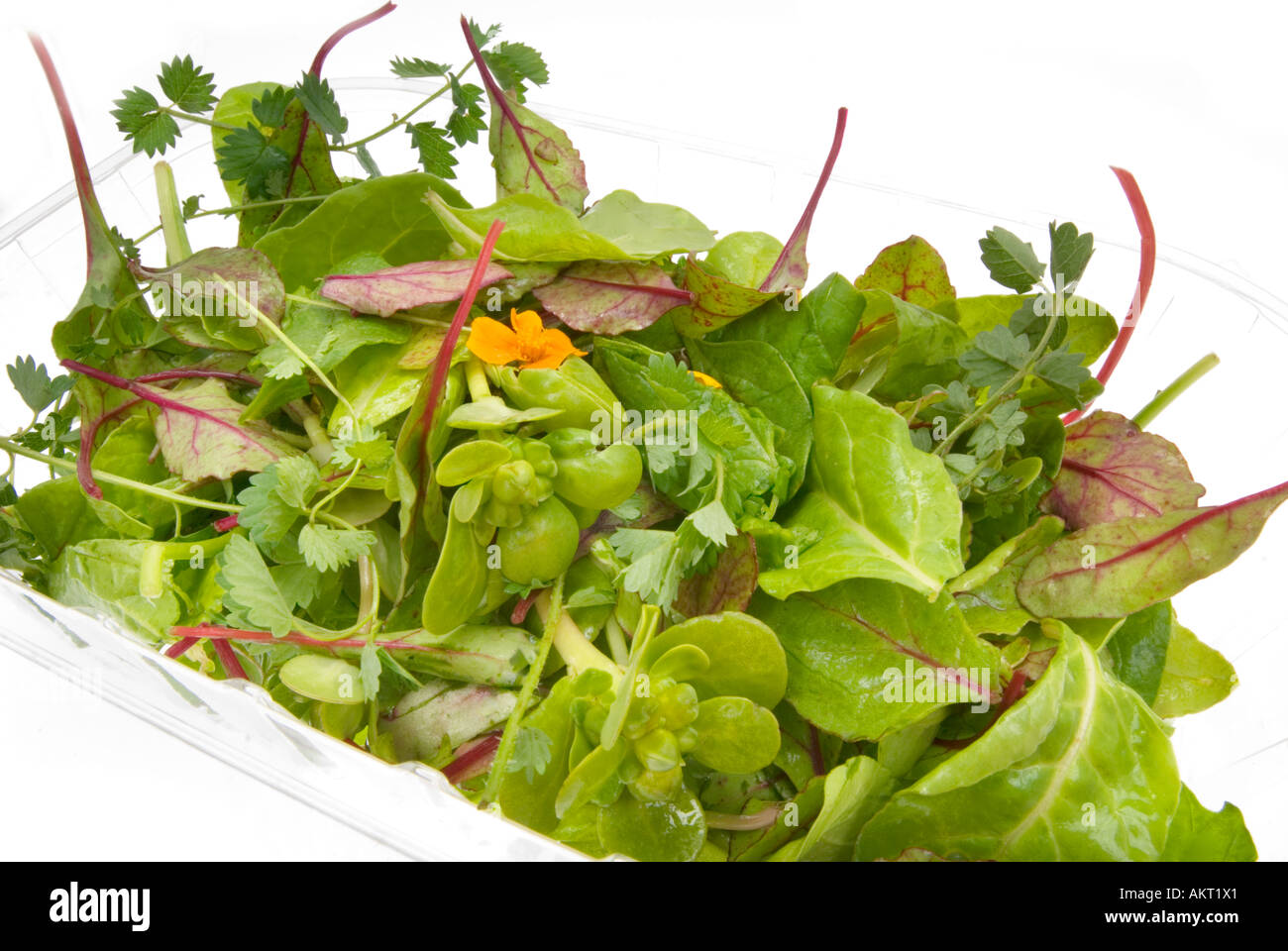 Salat frische grüne Kräuter Gewürz Salat Salat Kleid Kleidung stilvoll in Kunststoff-Box zu verkaufen Stockfoto