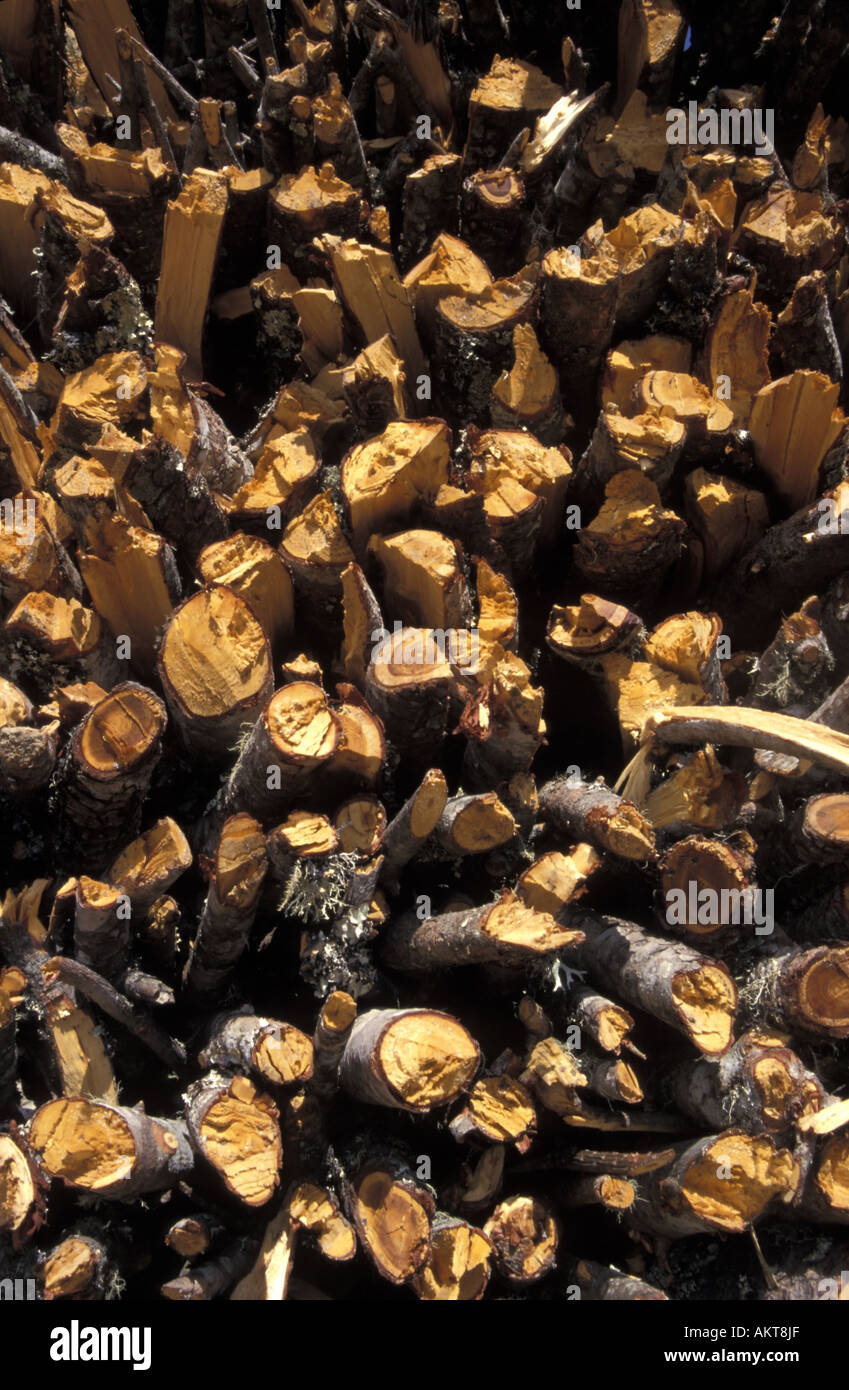 Brennstoff Holz gestapelt Everest trail Nepal Stockfoto