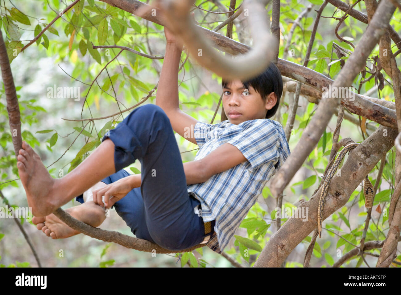 Entspannen Sie sich auf eine Dschungel-Rebe mit einer Spielzeug-Kobra, Angkor, Kambodscha Khmer junge Stockfoto