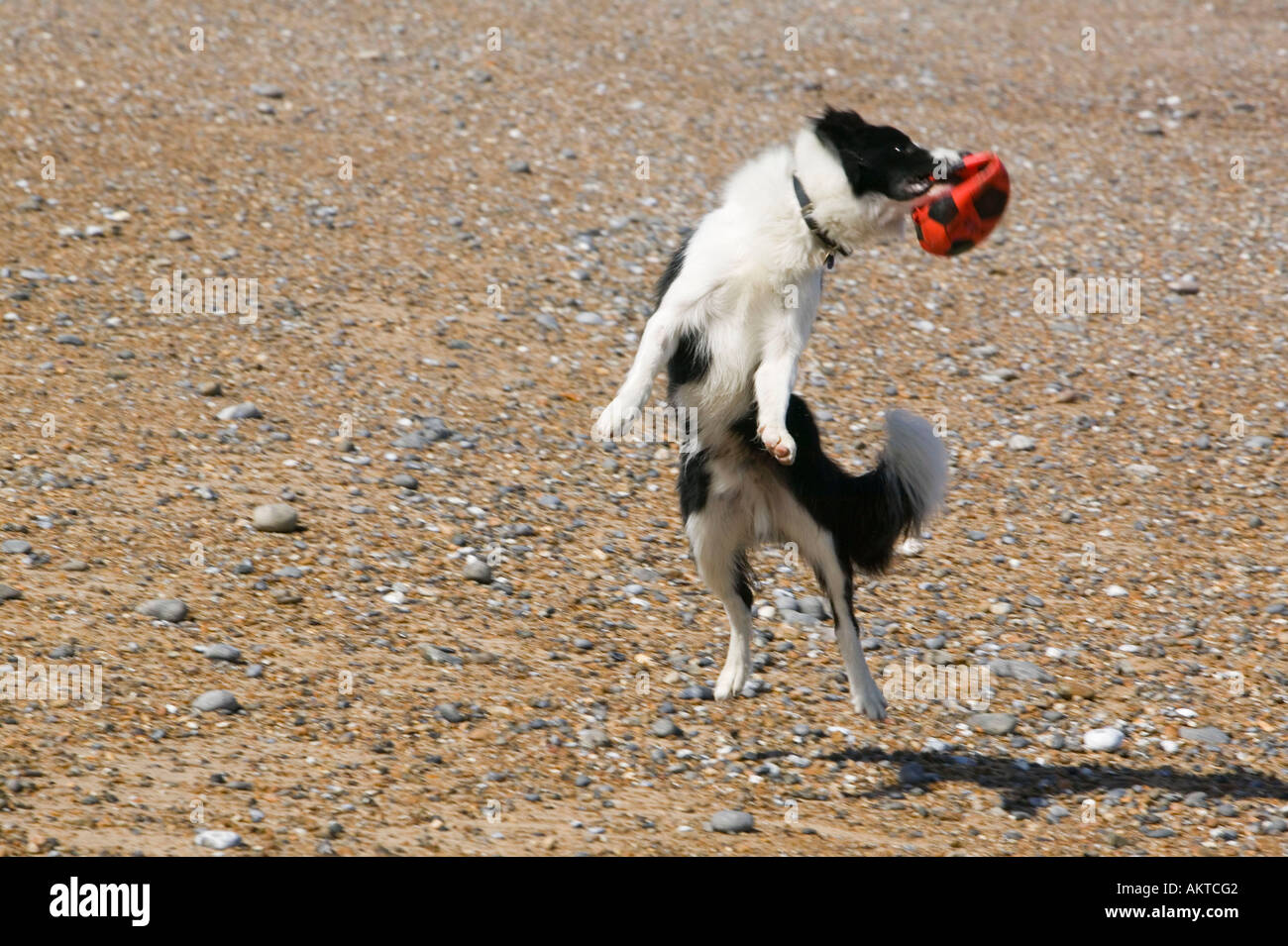 Border-Collie Hund springen für einen Ball am Strand bei Cley, Norfolk, Großbritannien Stockfoto
