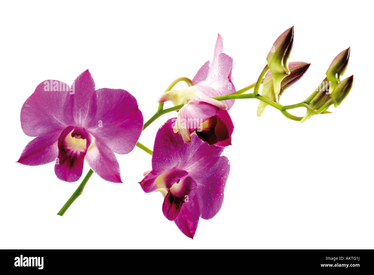 Orchideen (Orchidaceae), Nahaufnahme Stockfoto