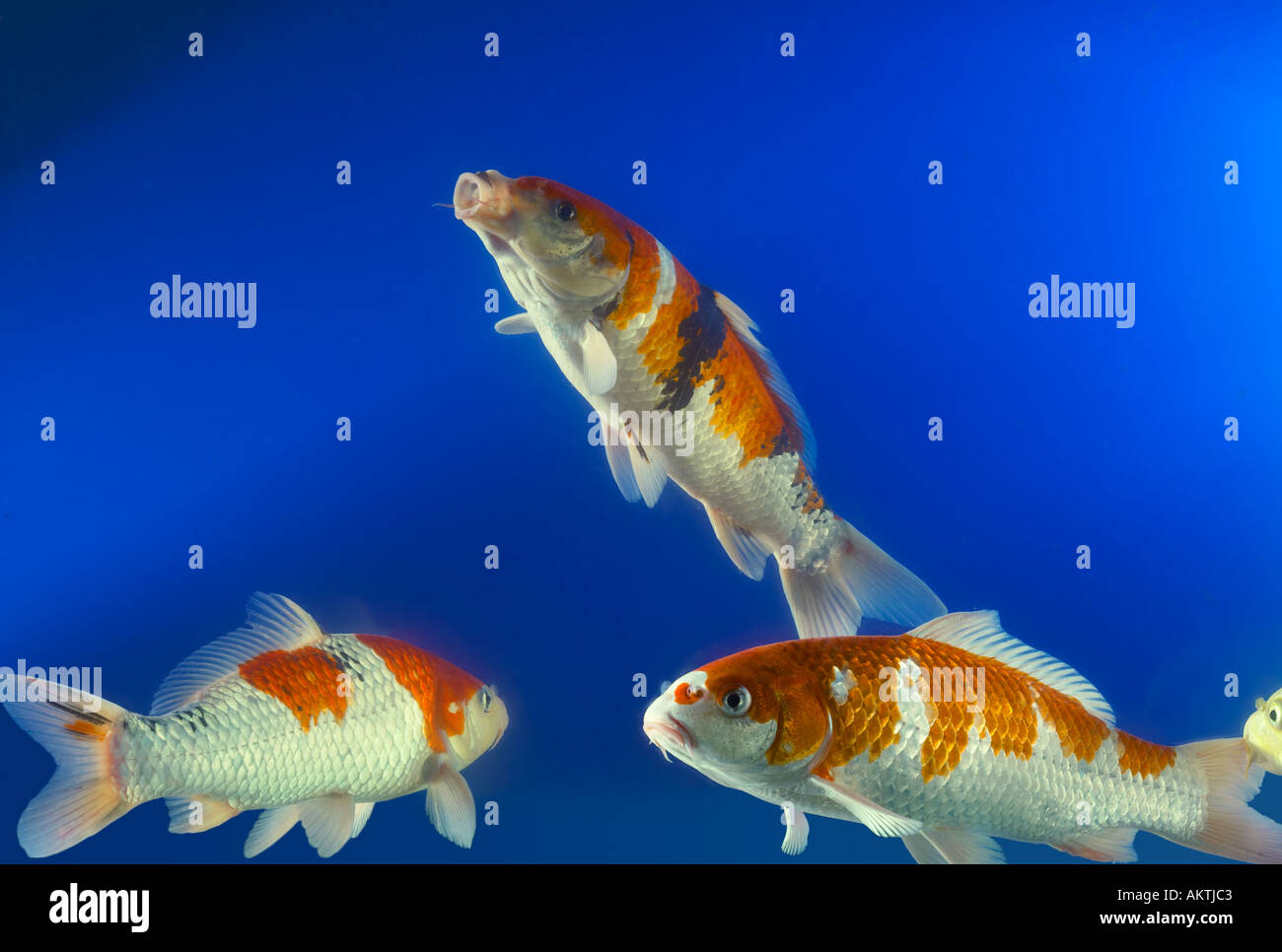 KOI Koifish Karpfen Carpio Cyprinus Goldfisch hand Futter gefüttert, Fütterung Stockfoto