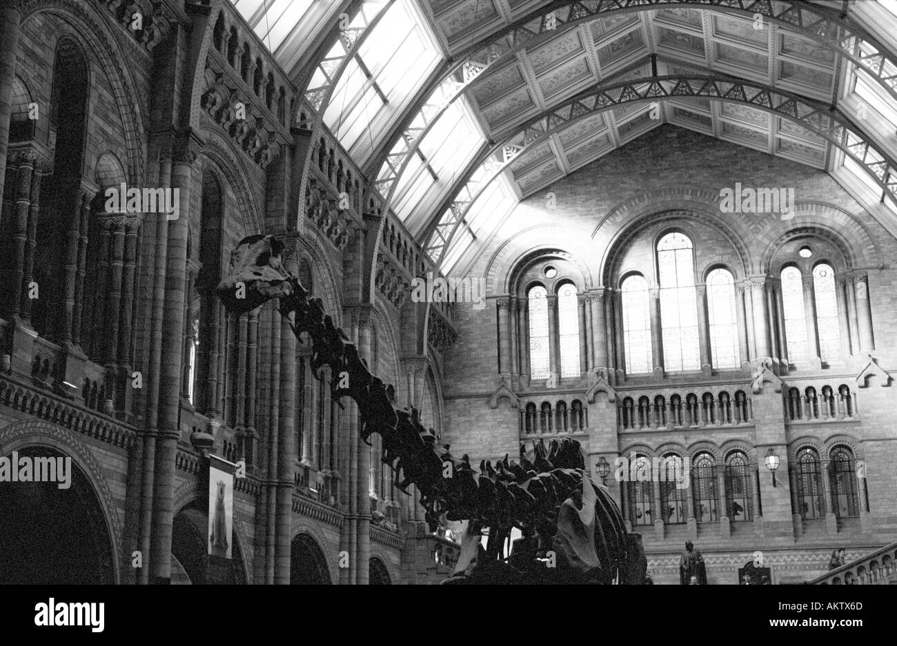 Dinosaurier-Skelett im The Natural History Museum London Stockfoto