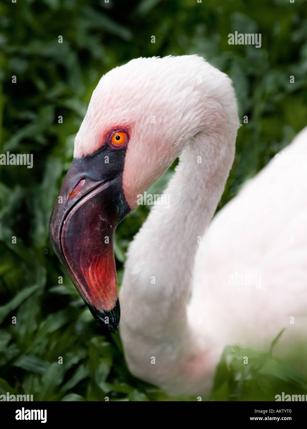 Vogel Flamingo Hongkong Stockfoto