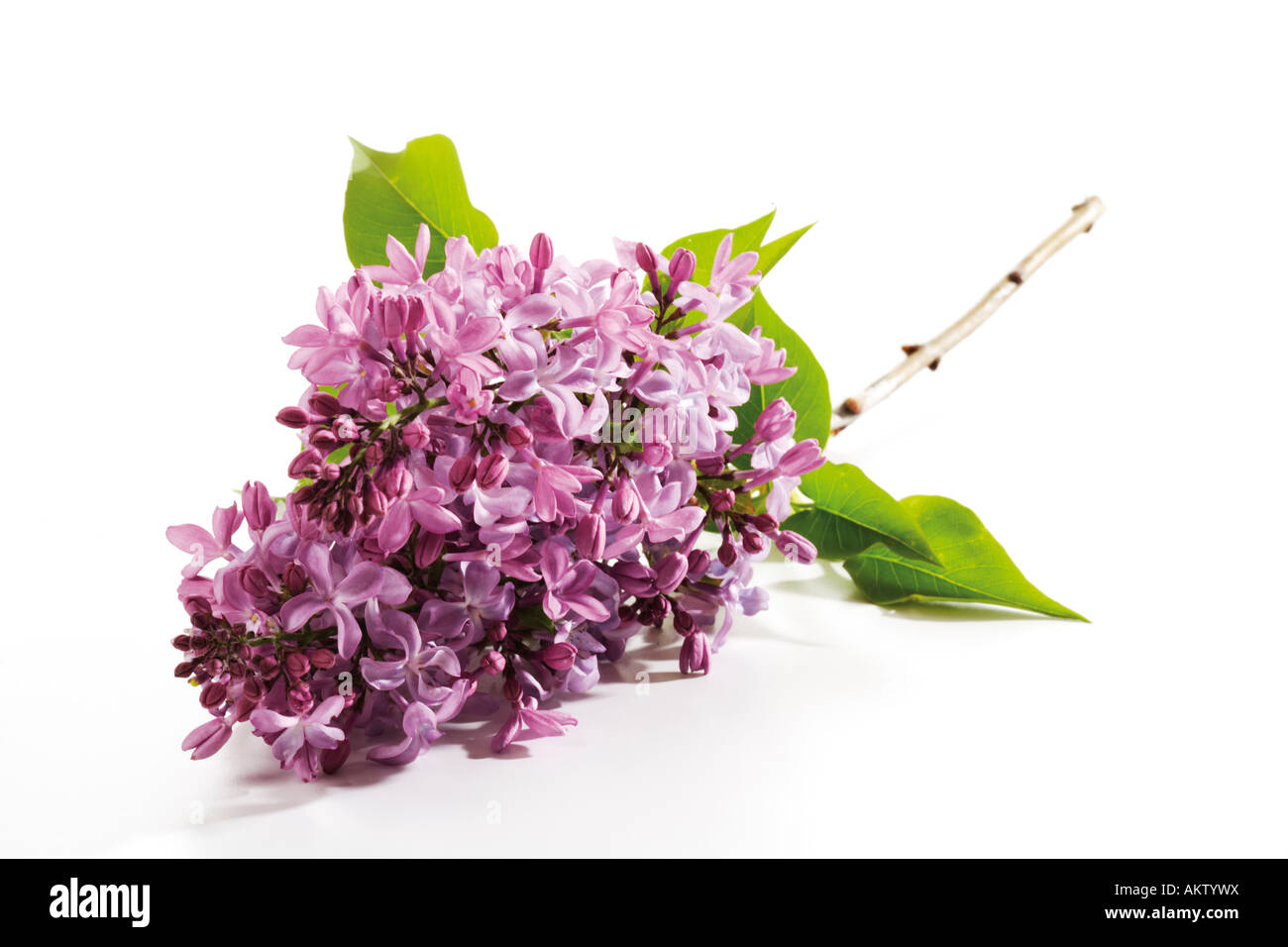 Flieder, Syringa, Nahaufnahme Stockfoto