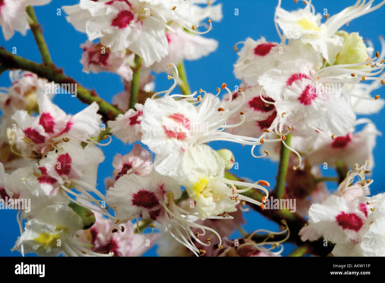Blüten der Kastanie (Aesculus Hippocastanum), Nahaufnahme Stockfoto