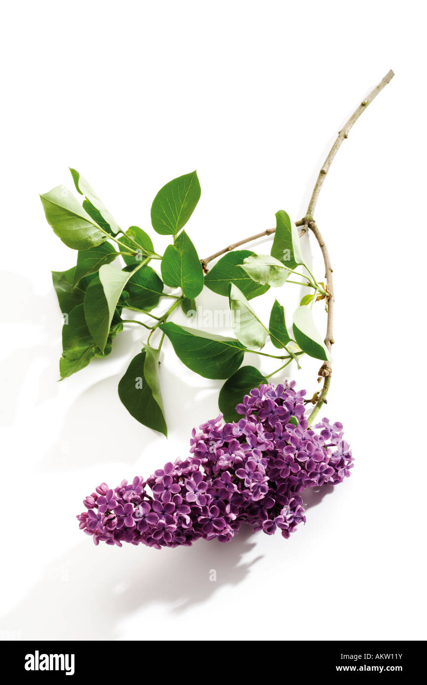 Flieder (Syringa Vulgaris), Nahaufnahme Stockfoto