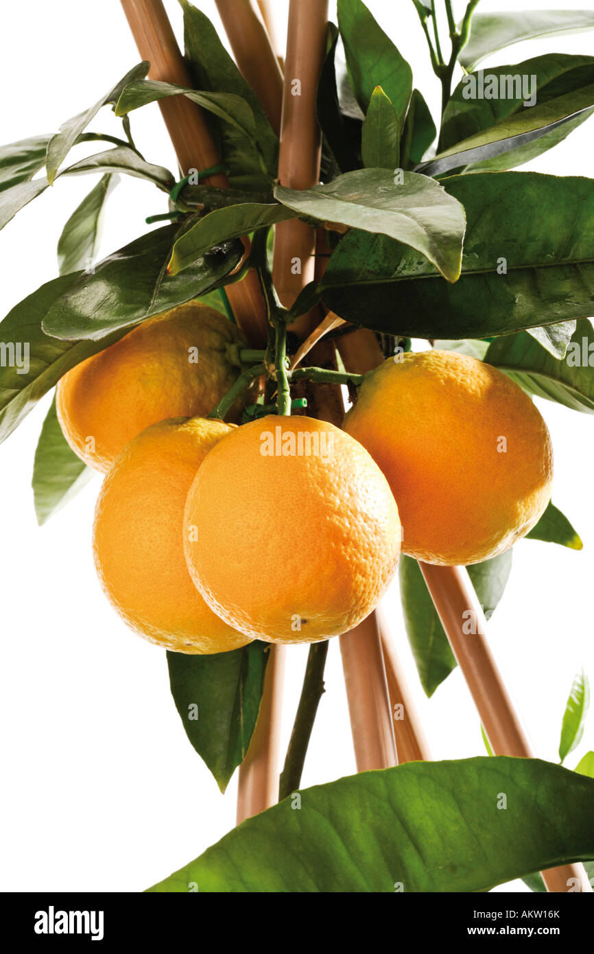 Orangenbaum (Citrus Sinensis), Nahaufnahme Stockfoto
