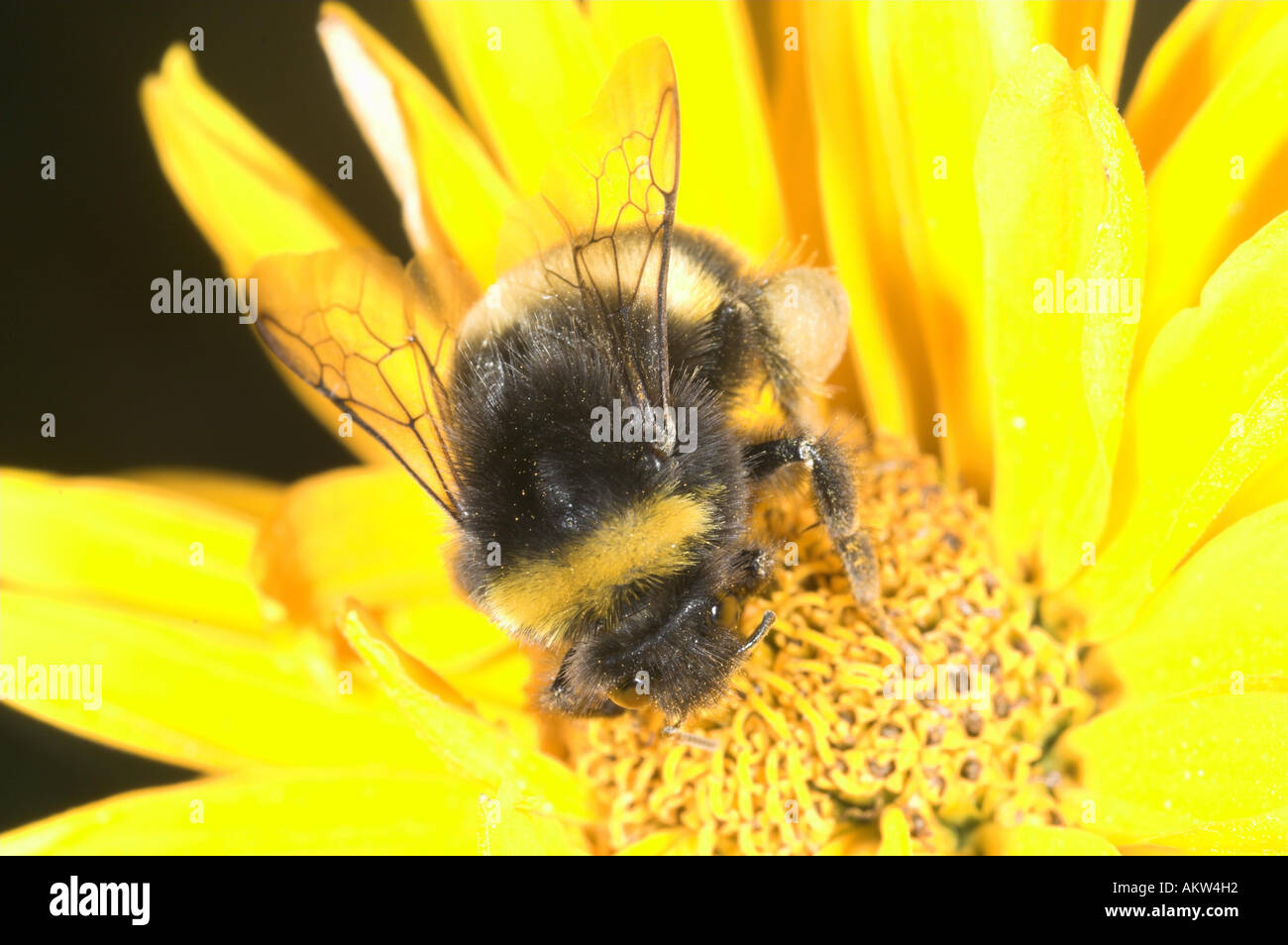 Bumble Bee Spp auf Garten blühen UK August Stockfoto