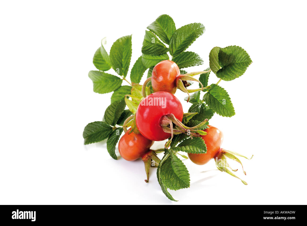 Hagebutte (Rosa Canina), Nahaufnahme Stockfoto